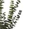 Kelly Green Dried Eucalyptus Bundle by Ashland®